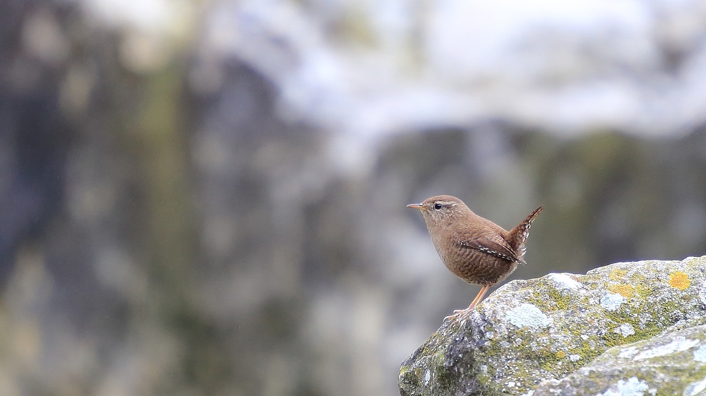 212 Troglodyte mignon.jpg