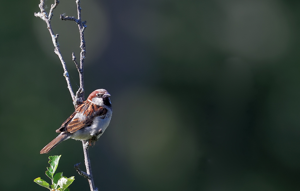 DS5_1784.jpg