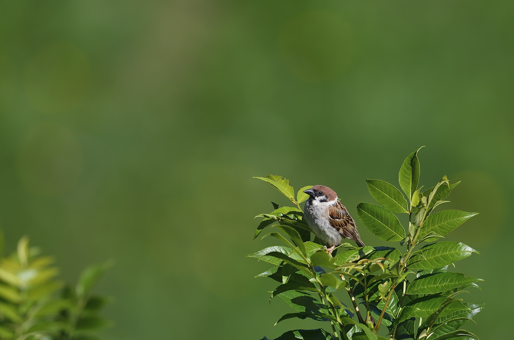 DS5_4227.jpg