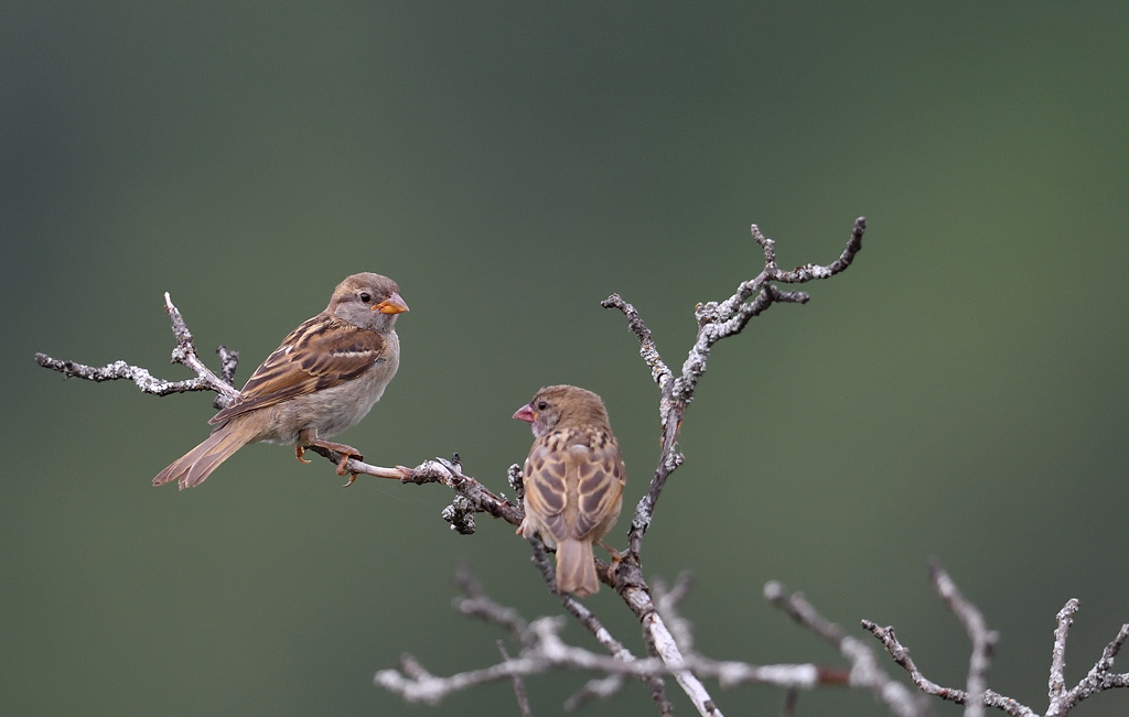 DS5_3401.jpg
