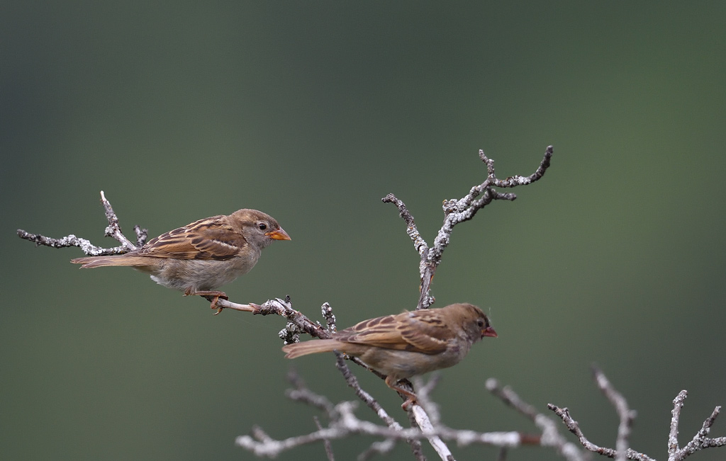 DS5_3408.jpg