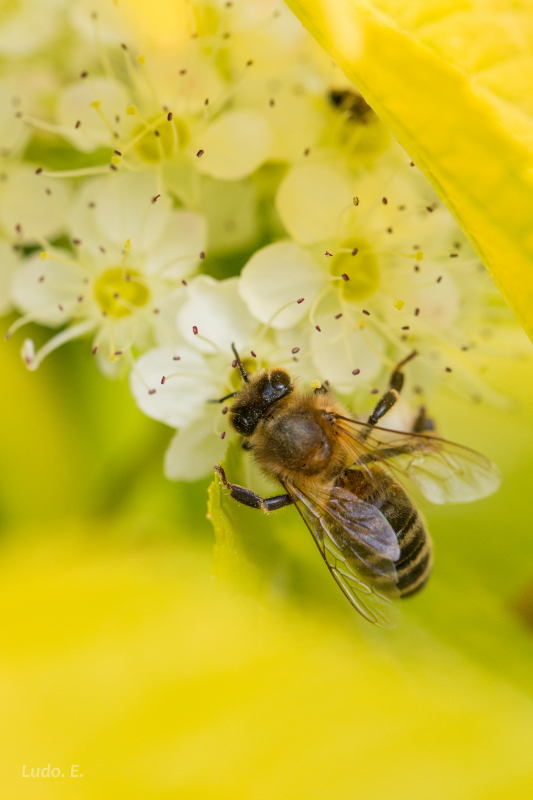 abeille sur fleur jaune light.jpg