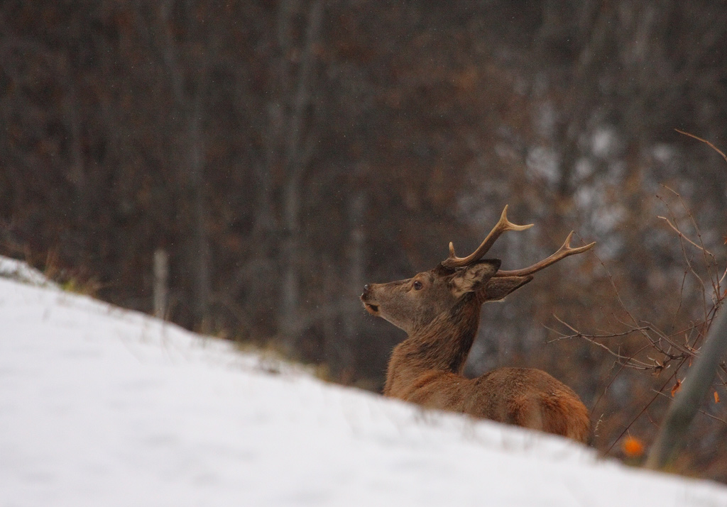 cerf-02.01.jpg