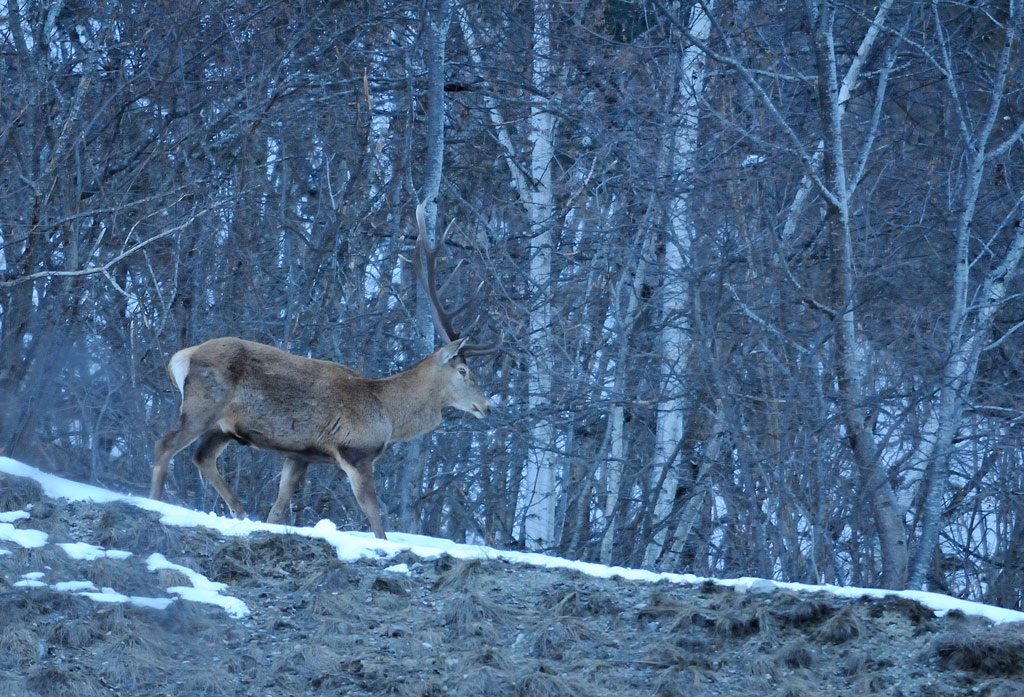 cerf-17.02.jpg