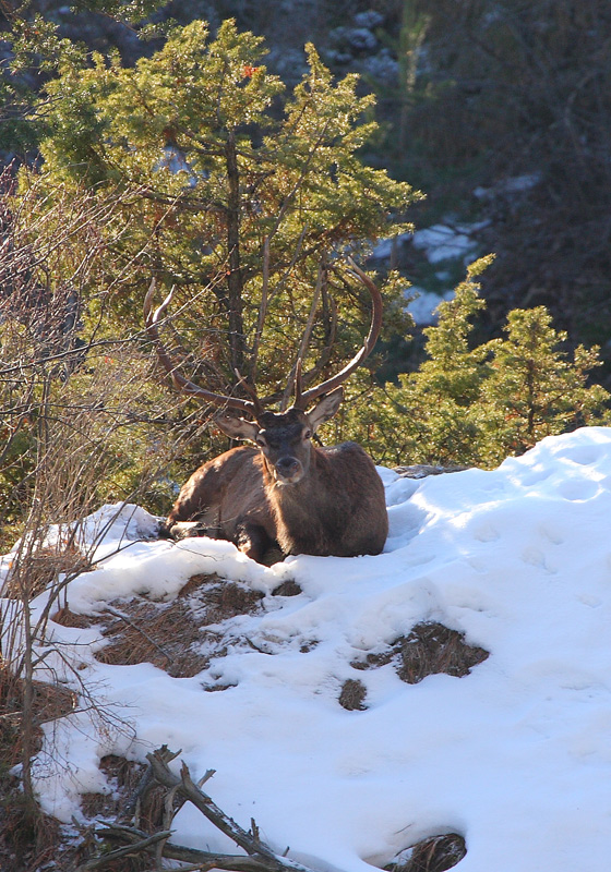 cerf-21.1.jpg