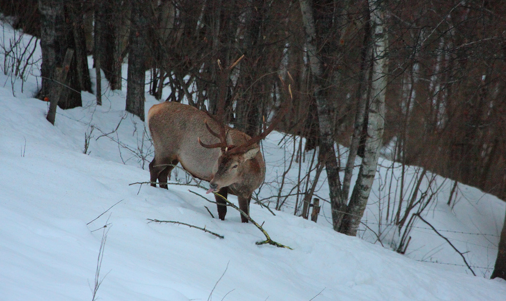 cerf-21.jpg