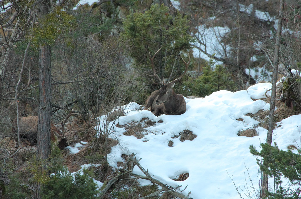 cerfs-26.12.jpg