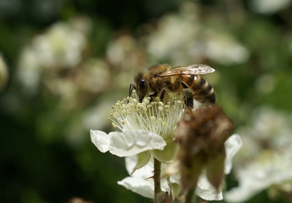 abeille et ronce.JPG