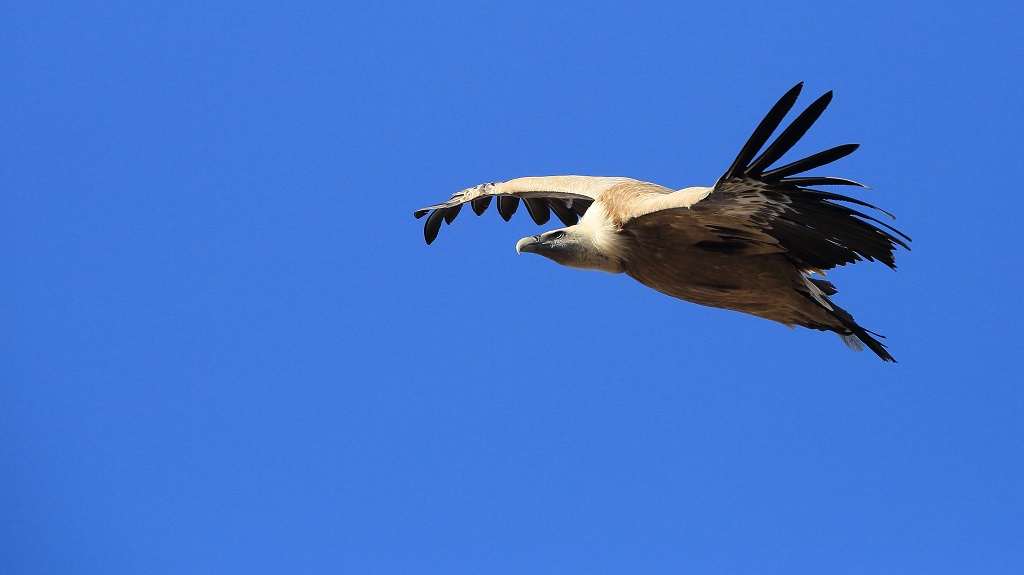 215 Vautour fauve.jpg