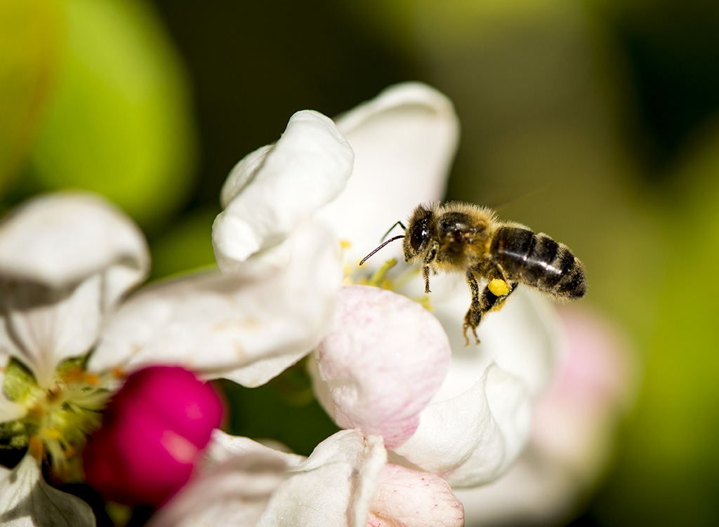 abeille-noire-apis-melifera_DSC2892.jpg