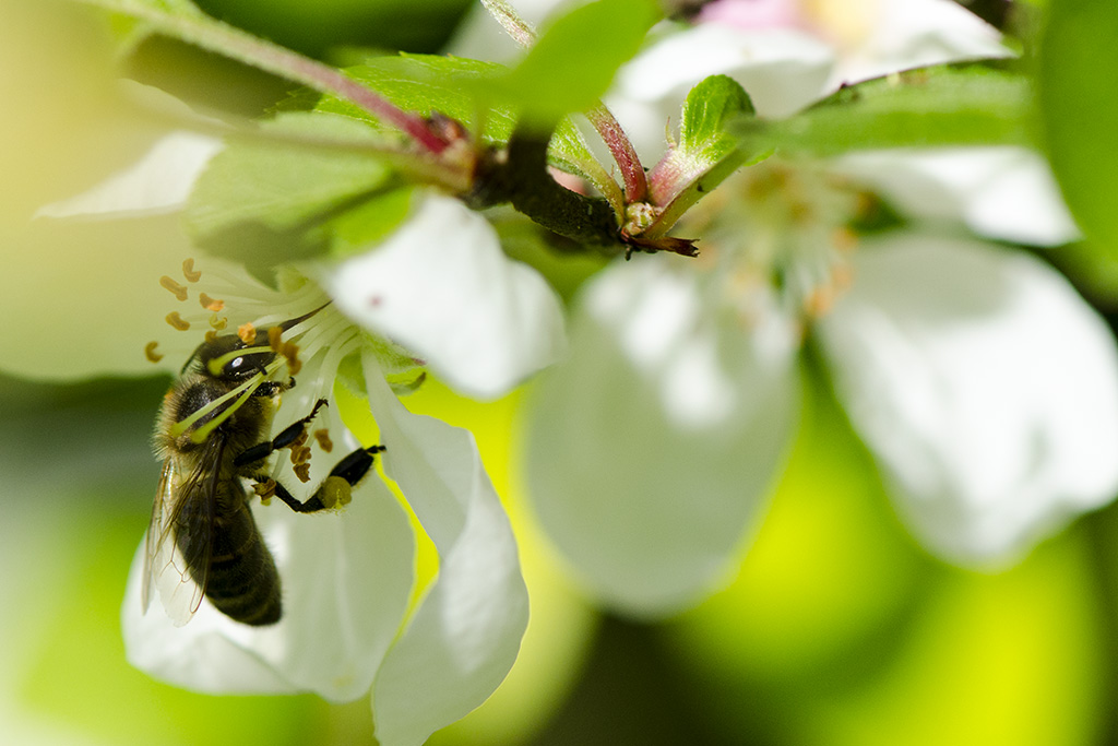 abeille_DSC1329.jpg