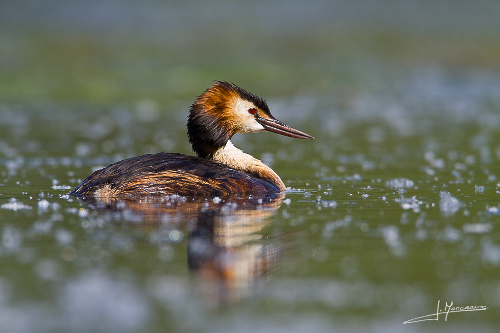 forum I et N netté reportage grebe huppé forum I et N 2012-05 grèbe huppé51.jpg