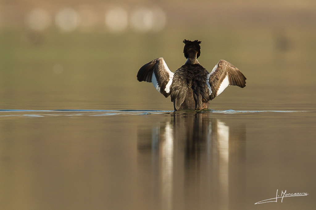 forum I et N netté forum I et N 2014-03 grebe huppé005.jpg
