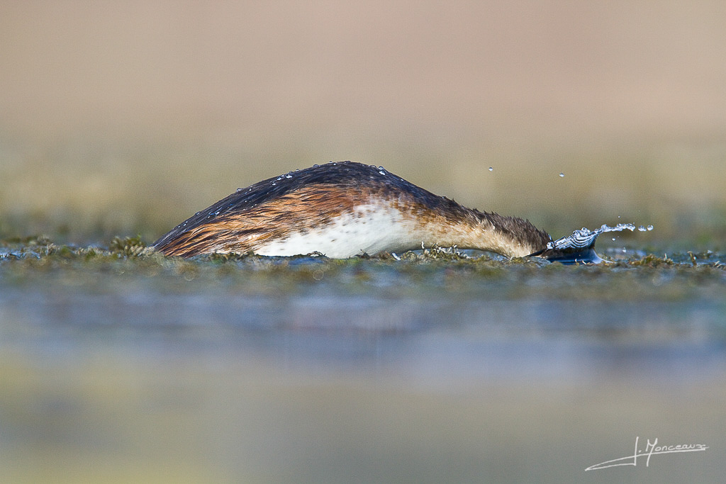 forum I et N netté reportage grebe huppé forum I et N 2012-03 grèbe huppé25.jpg
