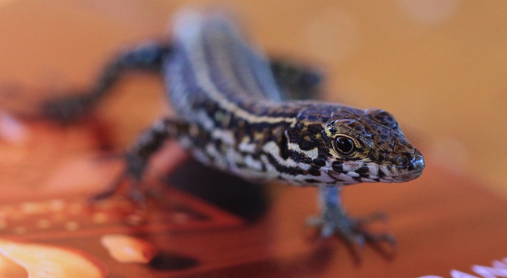 lezard-chocolat-Corse.jpg