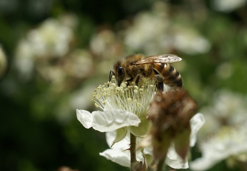 abeille et ronce.JPG