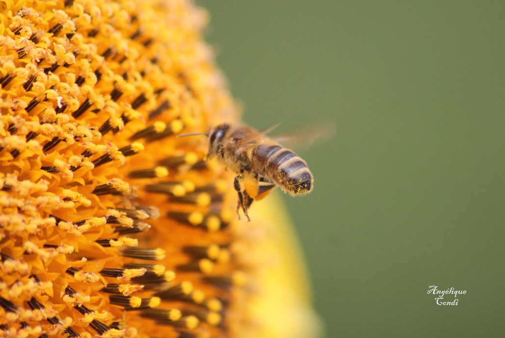 abeille signé - Copie.jpg