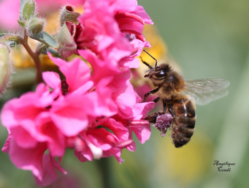 abeille 3 - Copie.jpg
