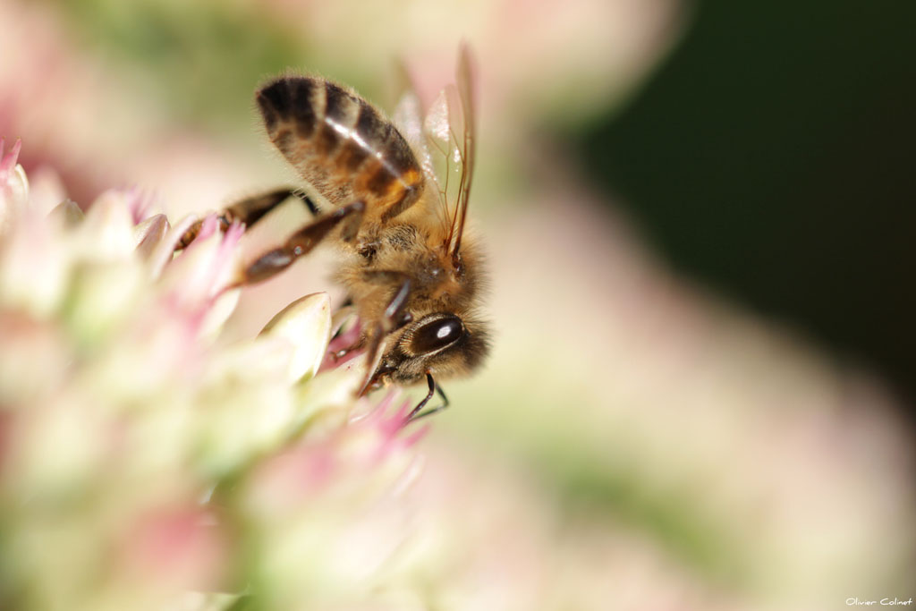 3186 Abeille domestique -Philippeville-.jpg