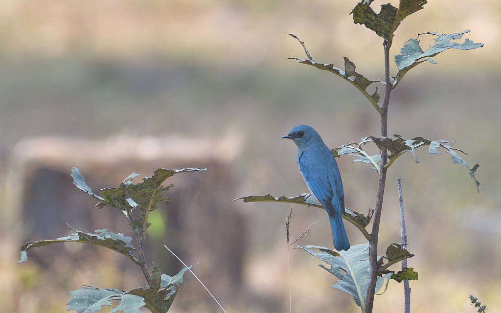 DSC_8719.jpg