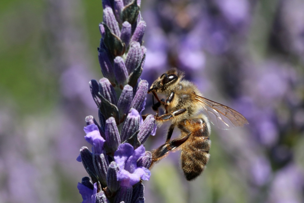 Abeille sur lavande, Valensole.JPG