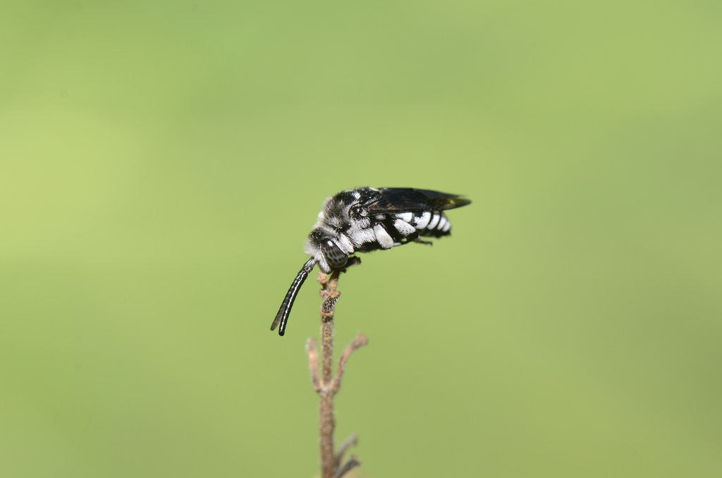 Thyreus ramosus.jpg