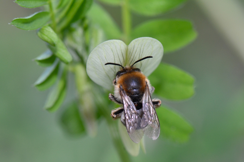 Eucera nigrescens.jpg
