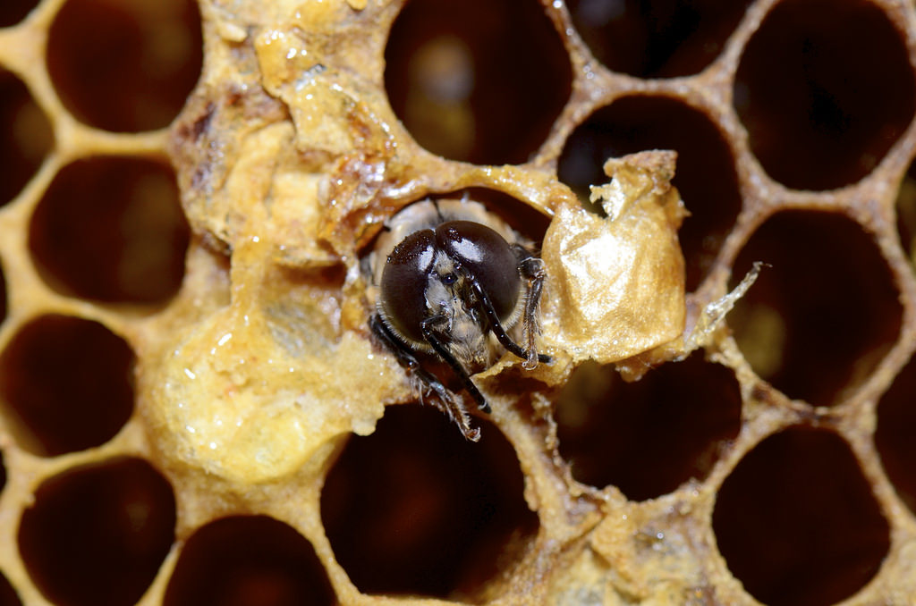 Apis melifera mâle.jpg