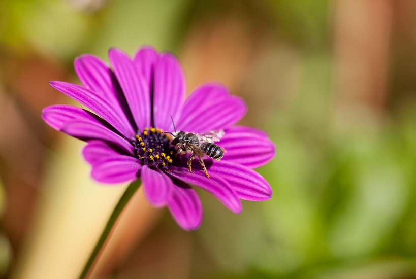 Abeille-solitaire.jpg