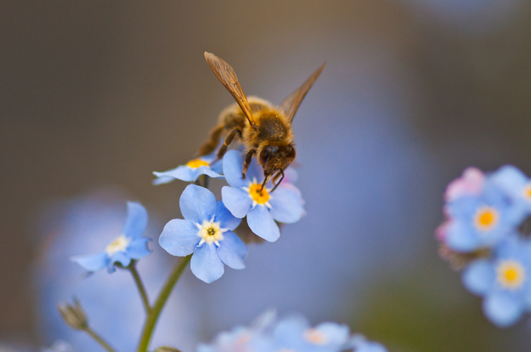 Apis-dans-myosotis.jpg