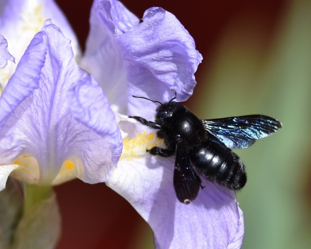 1-le xylocope et l'iris.jpg