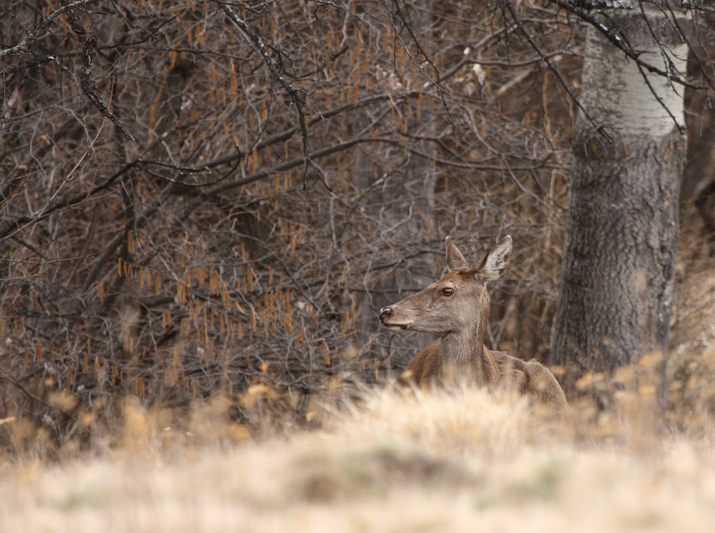 biche-27.03.jpg