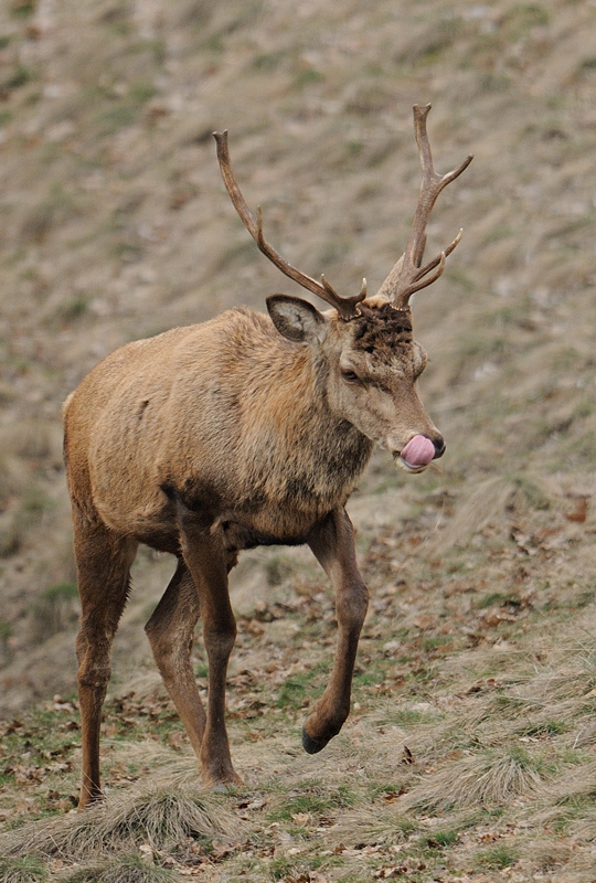cerf-03.04.jpg