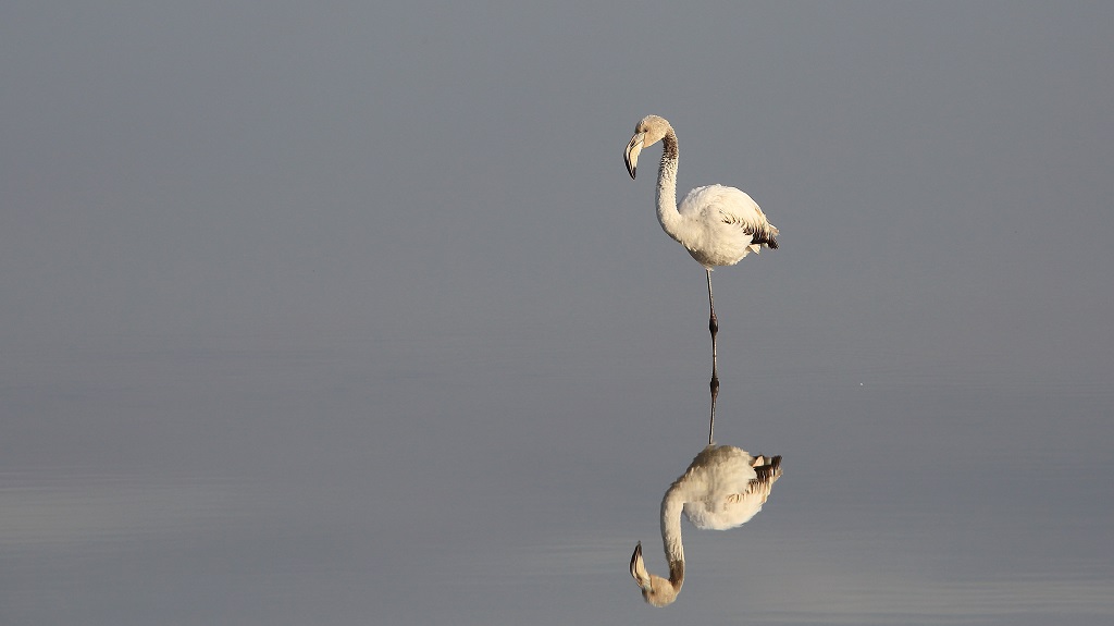 219 Flamand rose.jpg