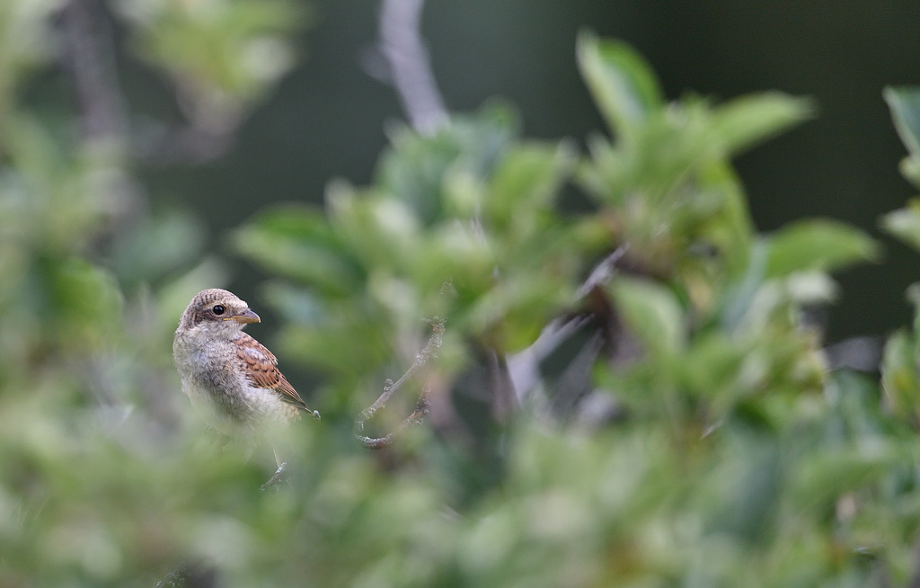 DS5_1839.jpg