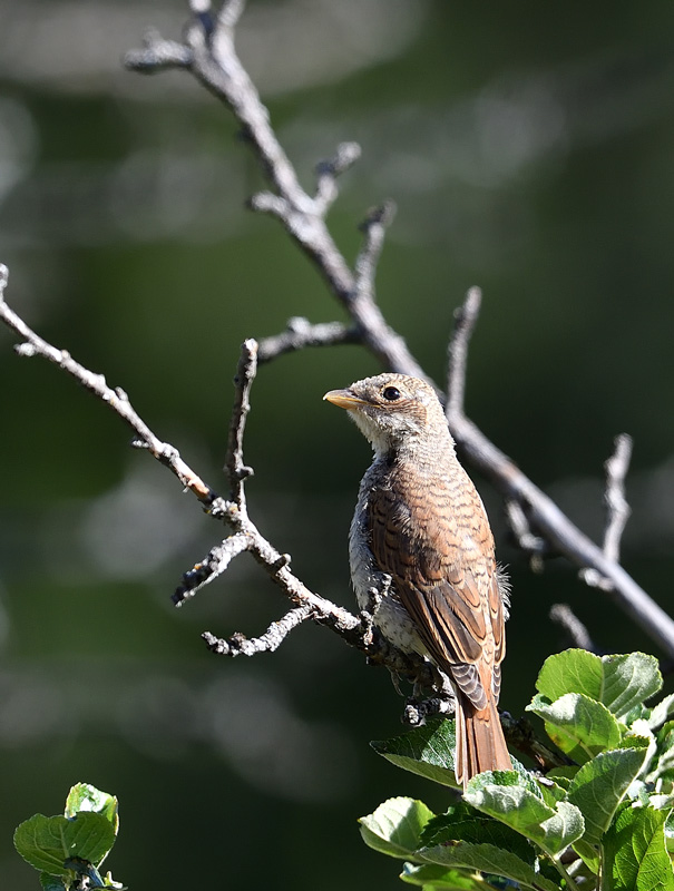 DS5_2089.jpg