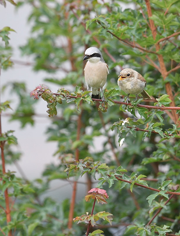 DS5_3082.jpg