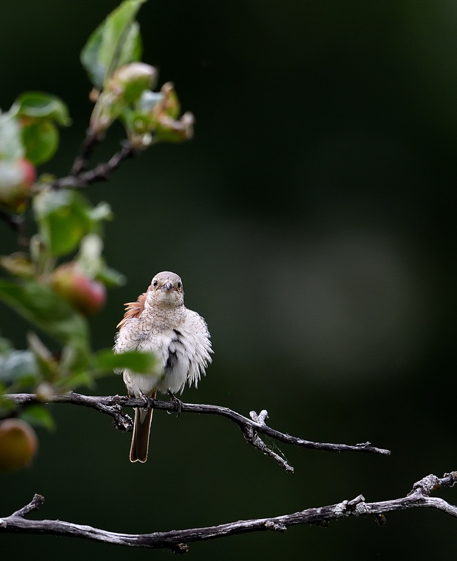 DS5_3247.jpg