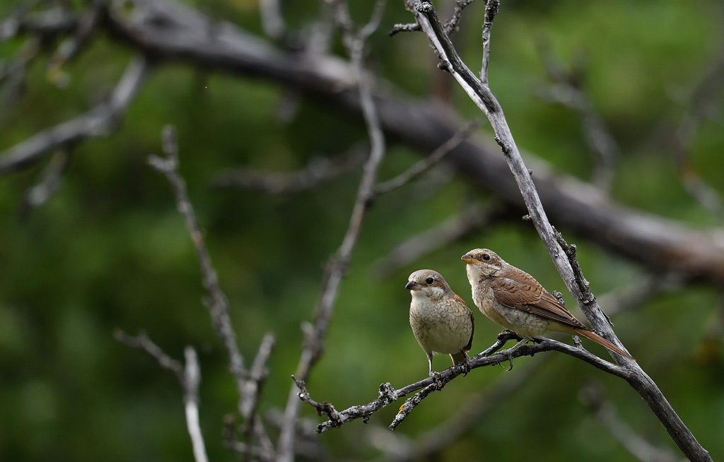 DS5_3265.jpg
