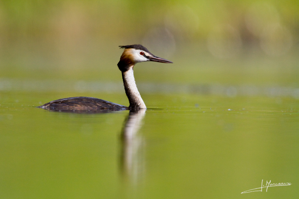 1024 pxforum I et N 2012-06 grebe huppé79.jpg