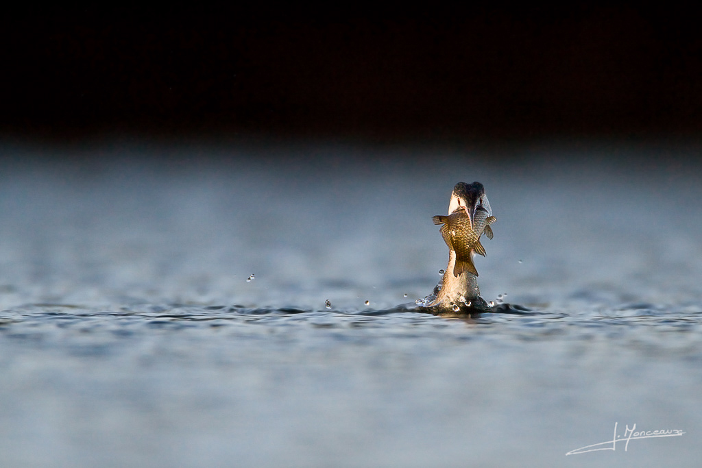 forum I et N netté reportage grebe huppé forum I et N 2011-11 grebe huppé03.jpg
