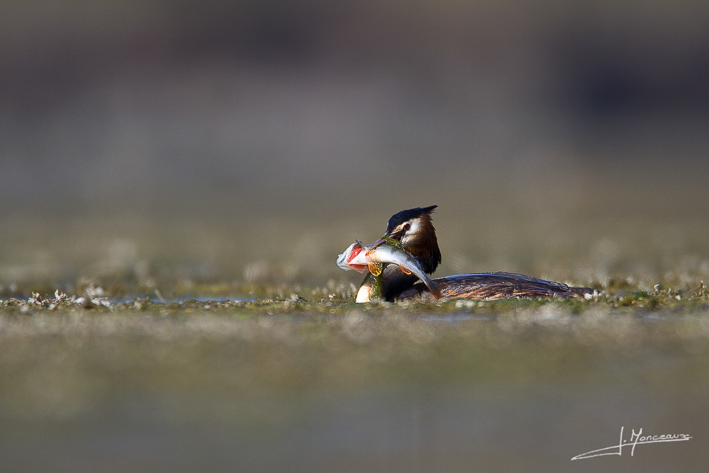 forum I et N netté reportage grebe huppé forum I et N 2012-03 grèbe huppé13.jpg
