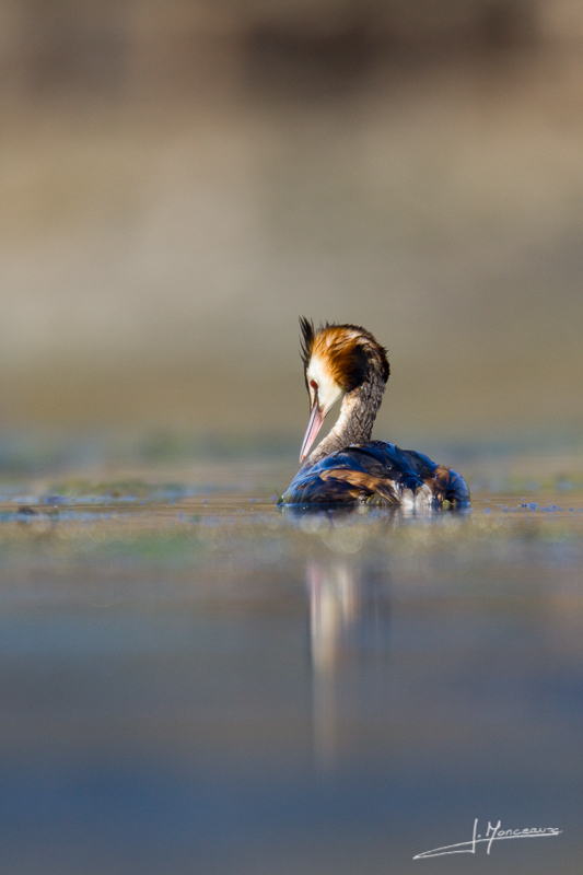 800 pxforum I et N 2012-03 grebe huppé41.jpg