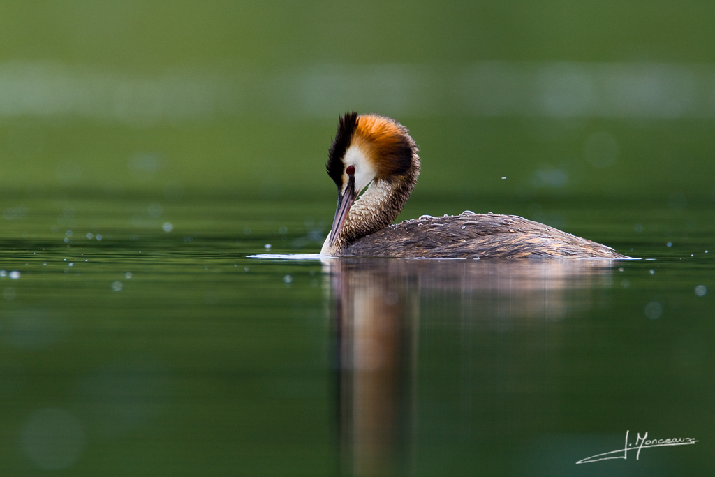 1024 pxforum I et N 2012-06 grebe huppé63.jpg