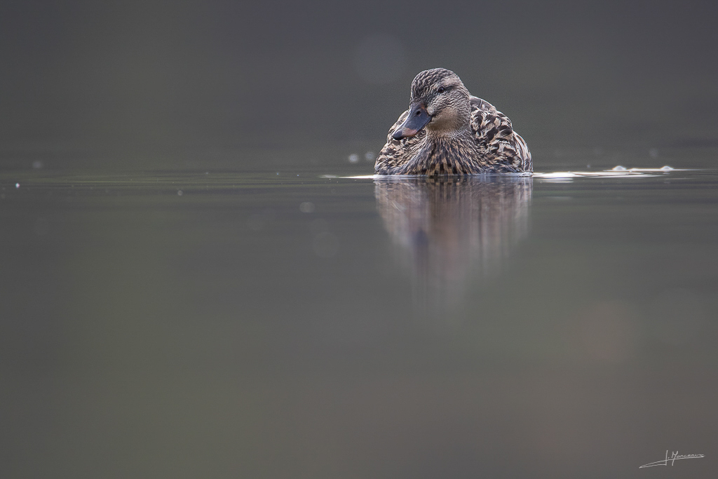 forum I et N netté forum I et N 2017-03 canard colvert 006.jpg
