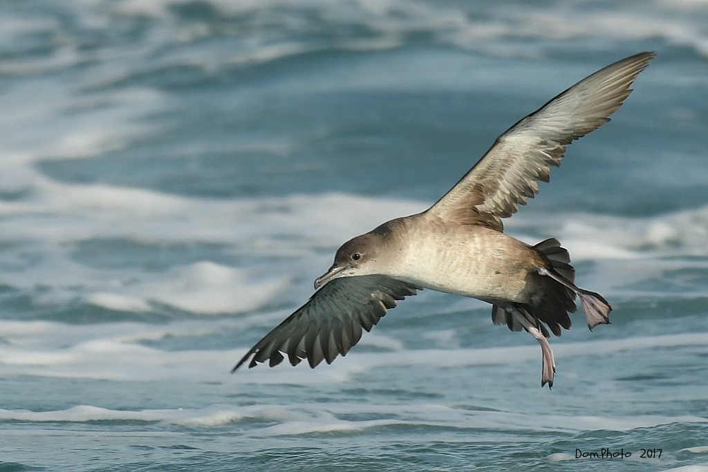 DSC_6206 IN.jpg
