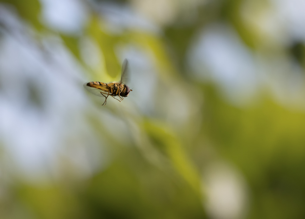 201606-Dans le jardin.jpg