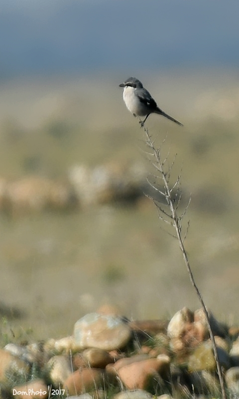 DSC_6615 IN.jpg