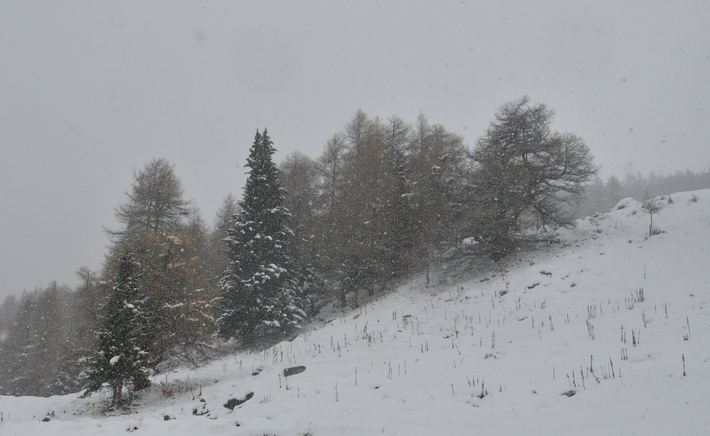 DSC_7972.jpg