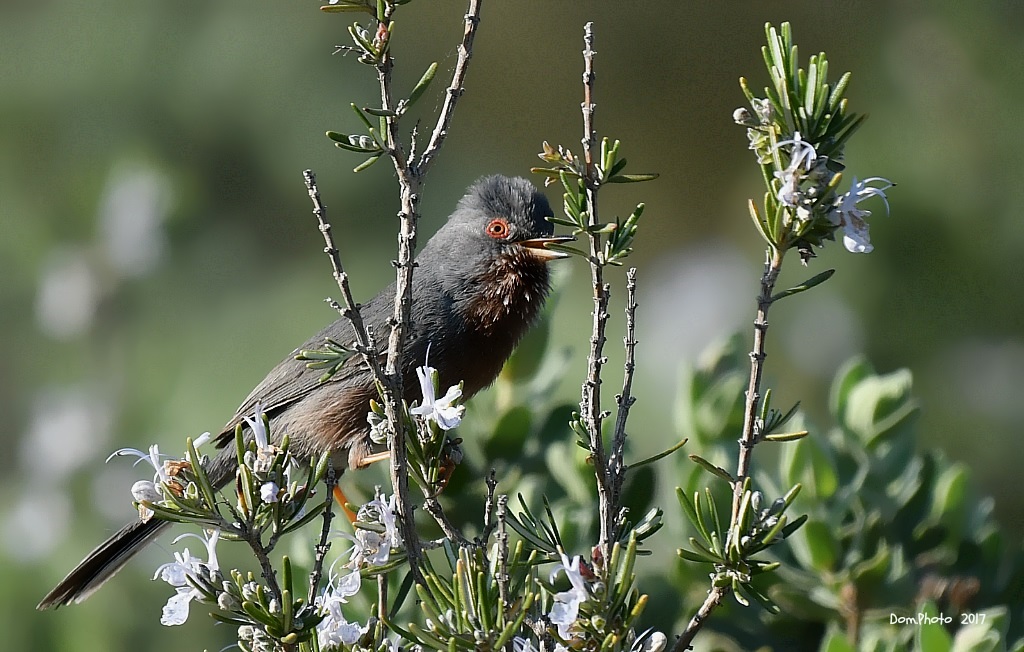DSC_6967 IN.jpg